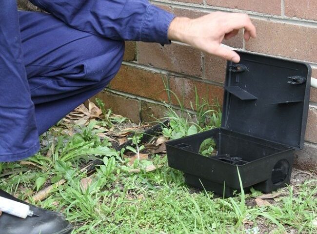 O que é desratização